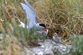 Adult arctic tern Sterna paradisaea feeding a chick