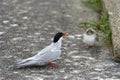 Adult arctic tern (Sterna paradisaea) with food in its beak for its chick Royalty Free Stock Photo