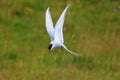 Adult arctic tern (sterna paradisaea), in Vatnsnes, Iceland Royalty Free Stock Photo