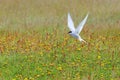 Adult arctic tern (sterna paradisaea), in Vatnsnes, Iceland Royalty Free Stock Photo