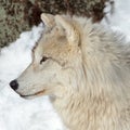 Adult arctic wolf