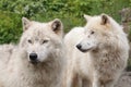 Adult arctic wolves