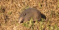 Adult armadillo looks for food in the field ahead Royalty Free Stock Photo