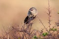 Adult Arrow marked babbler sitting on log