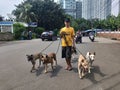 an adult asian is leading a dogs on the highway