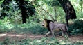 Asian Lion in Zoological Park, India