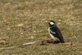 Asian Pied Starling, Gracupica contra Royalty Free Stock Photo