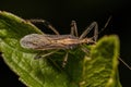Adult Assassin Bug Royalty Free Stock Photo