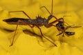 Adult Assassin Bug preying on a Adult Male Winged Carpenter Ant Royalty Free Stock Photo