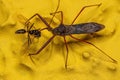 Adult Assassin Bug preying on a Adult Male Winged Carpenter Ant Royalty Free Stock Photo