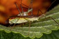 Adult Assassin Bugs Royalty Free Stock Photo