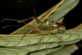 Adult Assassin Bugs Royalty Free Stock Photo