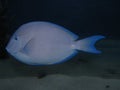 Adult Atlantic Blue Tang Acanthurus coeruleus