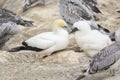 Adult Australasian Gannet with a fledgling Royalty Free Stock Photo