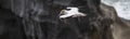 Adult australasian gannet in flight, flying along the cliffs of Muriwai beach and gannet colony Royalty Free Stock Photo