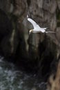 Adult australasian gannet in flight, flying along the cliffs of Muriwai beach and gannet colony Royalty Free Stock Photo