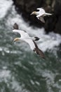 Adult australasian gannet in flight, flying along the cliffs of Muriwai beach and gannet colony Royalty Free Stock Photo