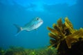 Snapper above sea weeds