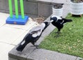 Adult Australian magpie (Gymnorhina tibicen) feeding a juvenile : (pix Sanjiv Shukla)