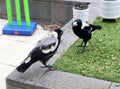 Adult Australian magpie (Gymnorhina tibicen) feeding a juvenile : (pix Sanjiv Shukla)