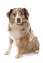 Adult australian shepherd