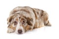 Adult australian shepherd