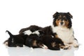 Adult australian shepherd with puppy isolated on white