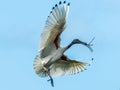 Adult Australian White Ibis