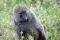 Adult baboon