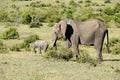 Adult and baby elephant eating bushes in Kenya, Africa. Royalty Free Stock Photo