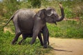 Adult, baby elephants walk in Pinnavala Orphanage.