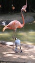 Mom and Baby Flamingo