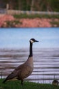 Adult and baby goose explore the shoreline of the Chippewa Flowage at sunset Royalty Free Stock Photo