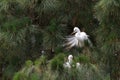 Adult and baby great egrets in a pine tree Royalty Free Stock Photo