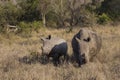Adult and baby rhinoceros in south africa Royalty Free Stock Photo