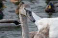 Adult baby Swan, gray chick swims in the pond in winter, the birds have not flown to winter, close-up.