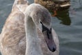 Adult baby Swan, gray chick swims in the pond in winter, the birds have not flown to winter, close-up.
