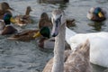 Adult baby Swan, gray chick swims in the pond in winter, the birds have not flown to winter, close-up. Royalty Free Stock Photo
