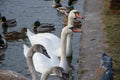 A family of swans with adult Chicks feed on a frozen lake at the pier. Wintering of migratory birds.