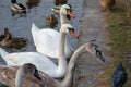 A family of swans with adult Chicks feed on a frozen lake at the pier. Wintering of migratory birds.