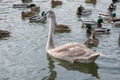 Adult baby Swan, gray chick swims in the pond in winter, the birds have not flown to winter, close-up. Royalty Free Stock Photo