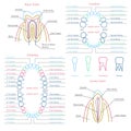 Adult and baby tooth dental anatomy vector