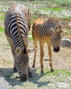 Pair of Zebras