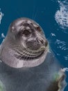An adult Baikal seal on the surface of the water looks away Royalty Free Stock Photo