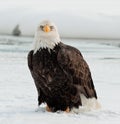 Adult Bald eagle
