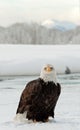 Adult Bald Eagle Royalty Free Stock Photo