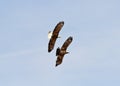 Adult Bald Eagle chasing a Juvenile. Royalty Free Stock Photo