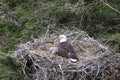 Adult  Bald Eagle with  chick in a nest in a tree Newfoundland Canada Royalty Free Stock Photo
