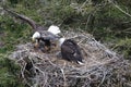 Adult  Bald Eagle with  chick in a nest in a tree Newfoundland Canada Royalty Free Stock Photo