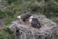 Adult  Bald Eagle with  chick in a nest in a tree Newfoundland Canada Royalty Free Stock Photo